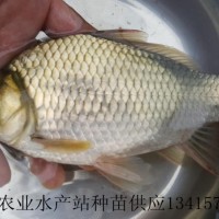 供應(yīng)快大鯽魚苗