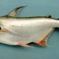 供應(yīng)越南水晶巴沙魚苗