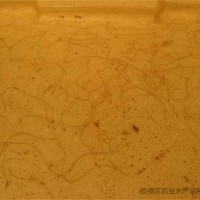 供應(yīng)順德供應(yīng)日本鰻魚苗