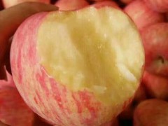 常年大量供應紅富士蘋果15564255375