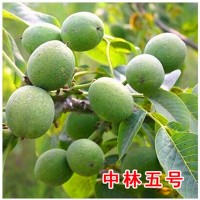 供應青皮核桃，核桃，優質的青皮核桃