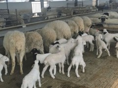 多胎高產湖羊養殖場價格便宜品規格齊全梁山縣建成養殖場