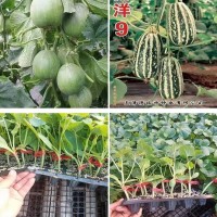 石家莊育甜瓜苗基地，批發羊角蜜、綠寶、博洋九甜瓜種苗廠