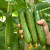 天津大棚黃瓜苗供應(yīng)，2025嫁接黃瓜苗育苗廠