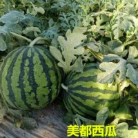 磐安賣美都西瓜苗廠,蘭溪嫁接甜王西瓜苗露天種2025