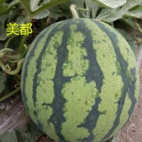 德清批發西瓜苗廠家,長興麒麟瓜美都\8424\甜王西瓜苗