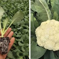 滄州菜花苗育苗廠 壽光菜花苗基地