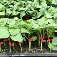 貴陽765茄子苗育苗場 2025貴州嫁接茄子苗批發(fā)
